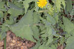 Spiney sowthistle